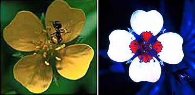 Visible/UV comparison - potentilla erecta